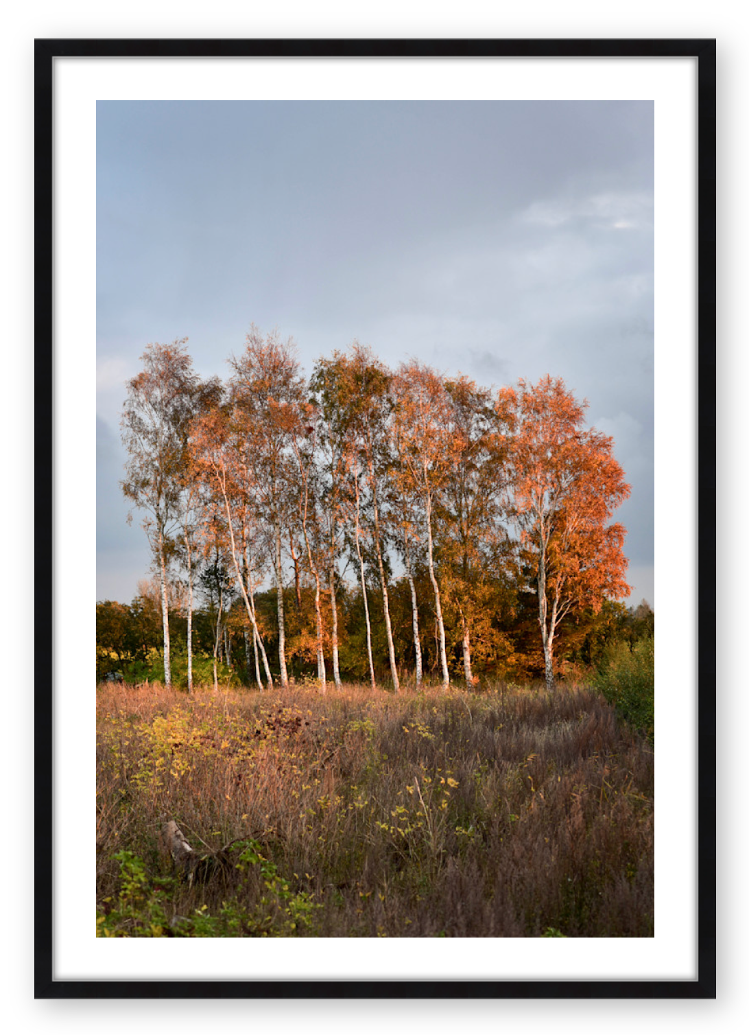 COPSE AT DUSK