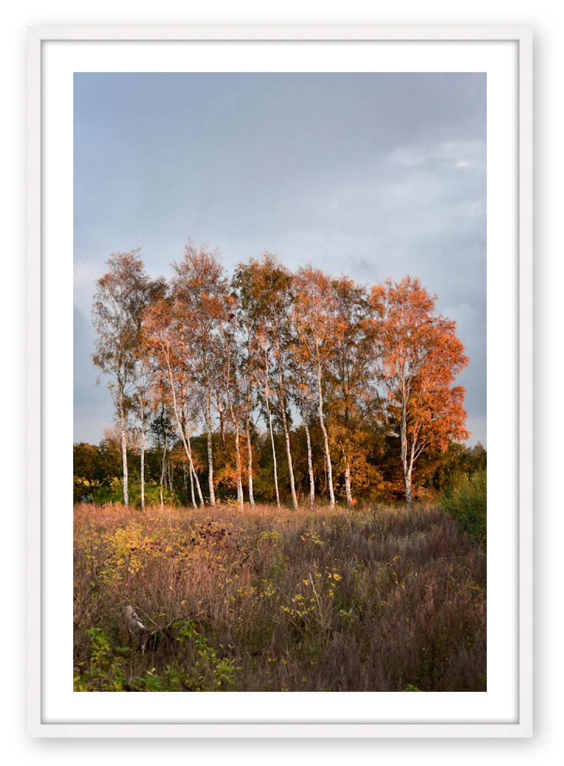 COPSE AT DUSK