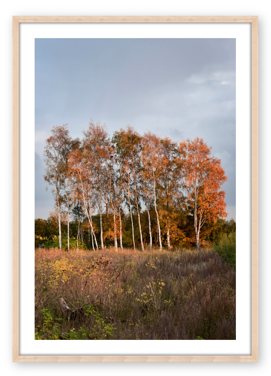 COPSE AT DUSK