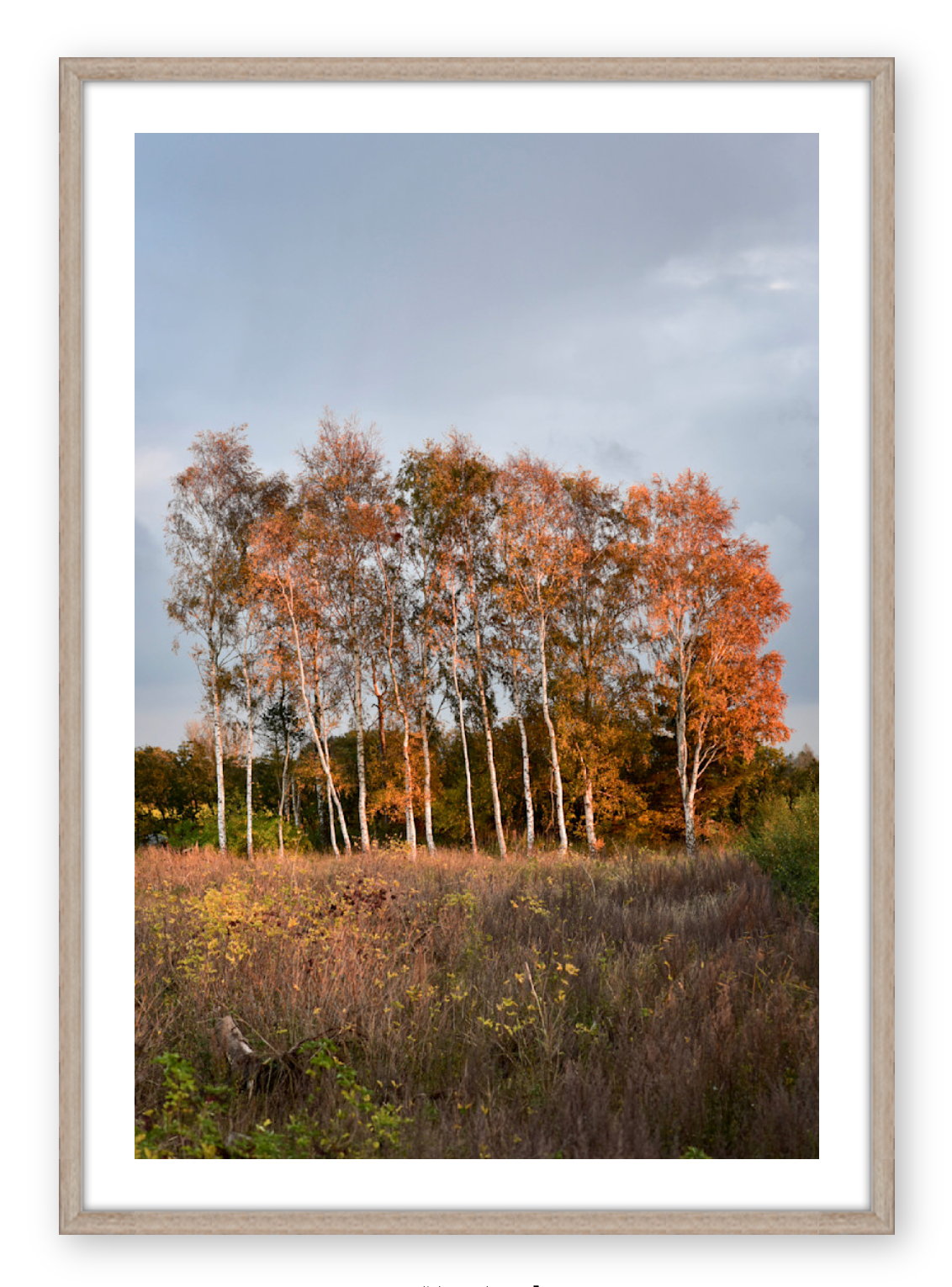 COPSE AT DUSK
