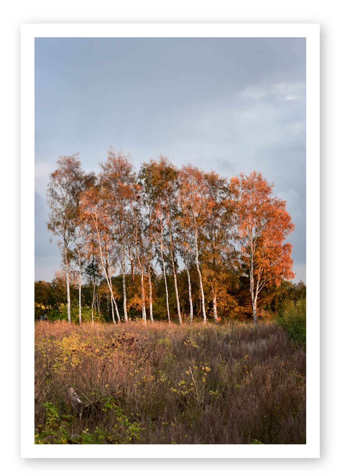 COPSE AT DUSK