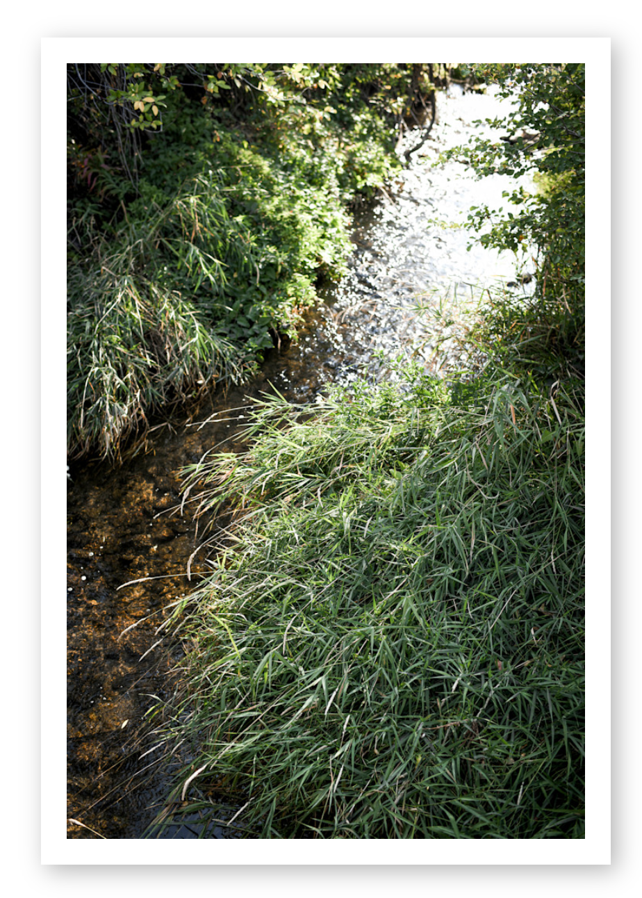 SILVER CREEK