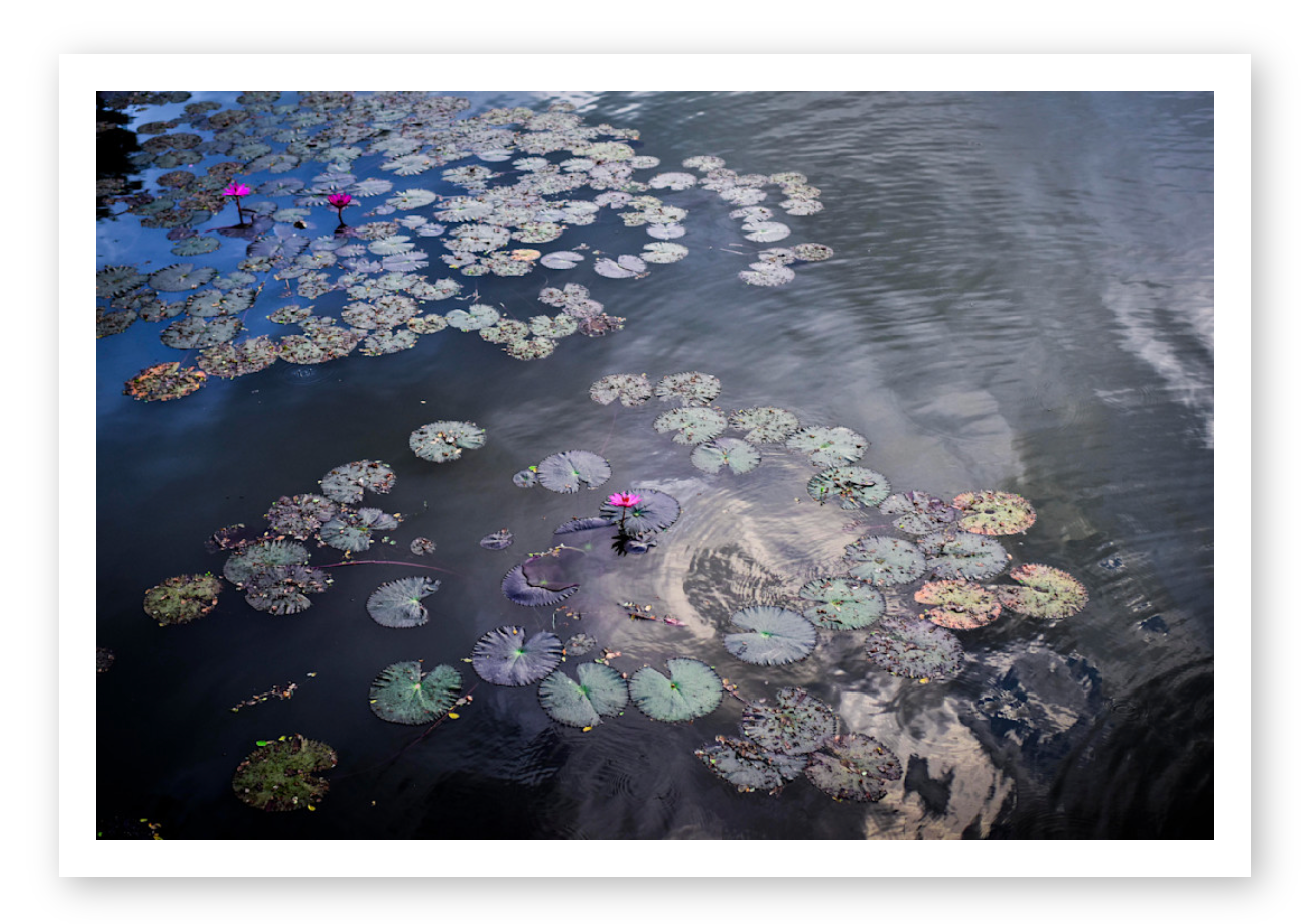 WATER LILIES AT ANGKOR WAT