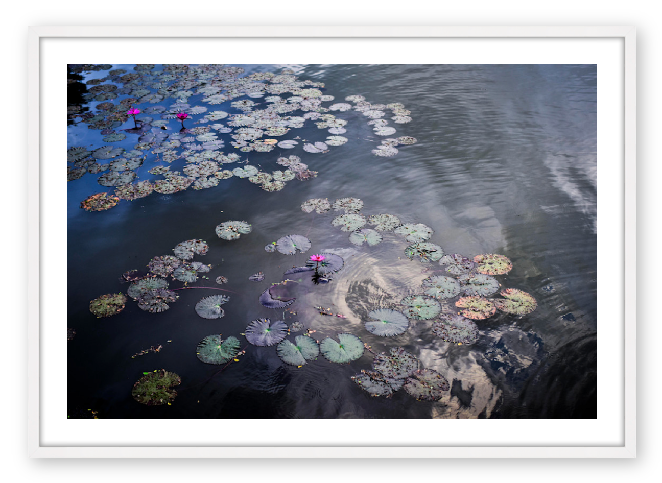WATER LILIES AT ANGKOR WAT