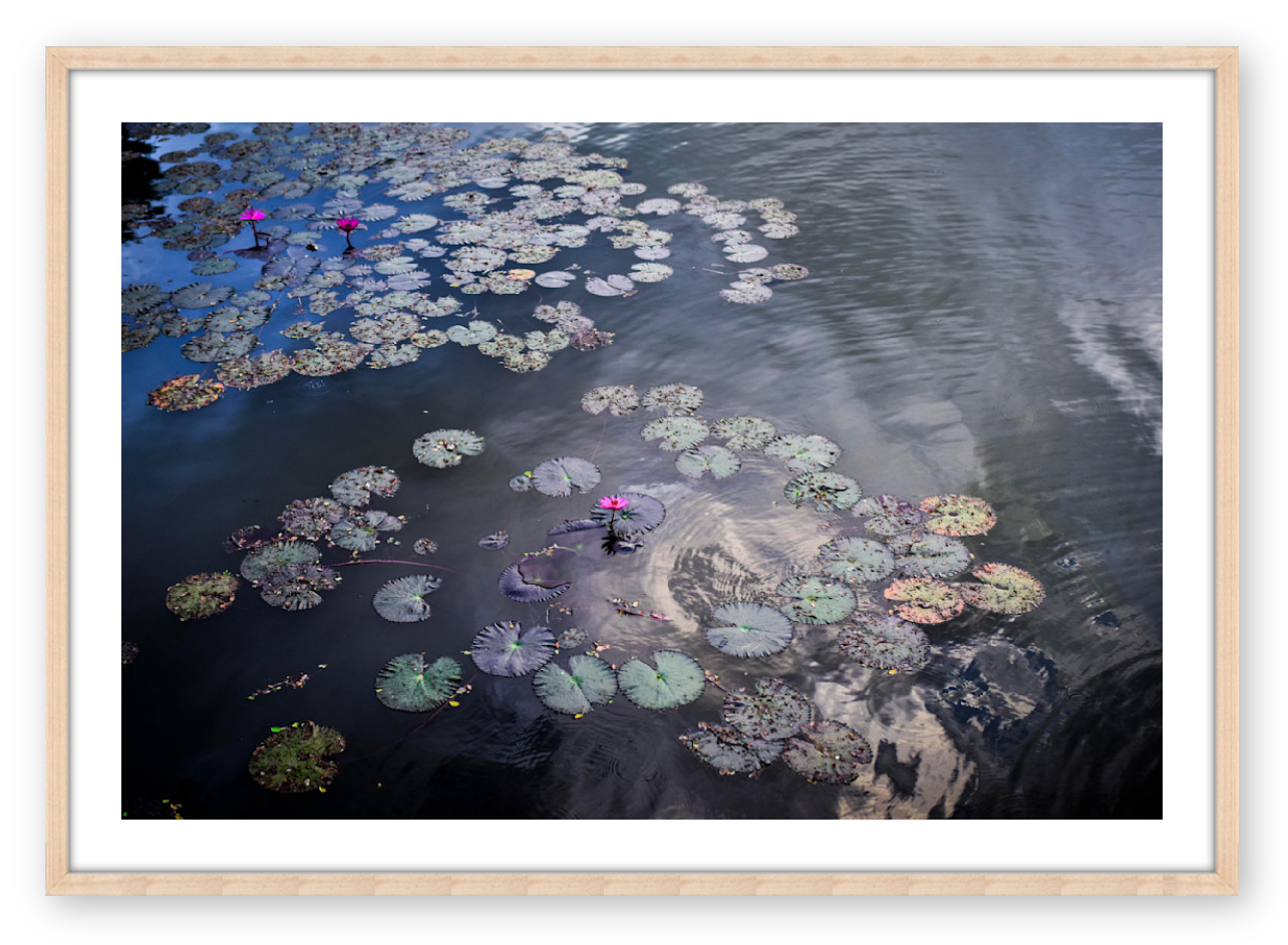 WATER LILIES AT ANGKOR WAT