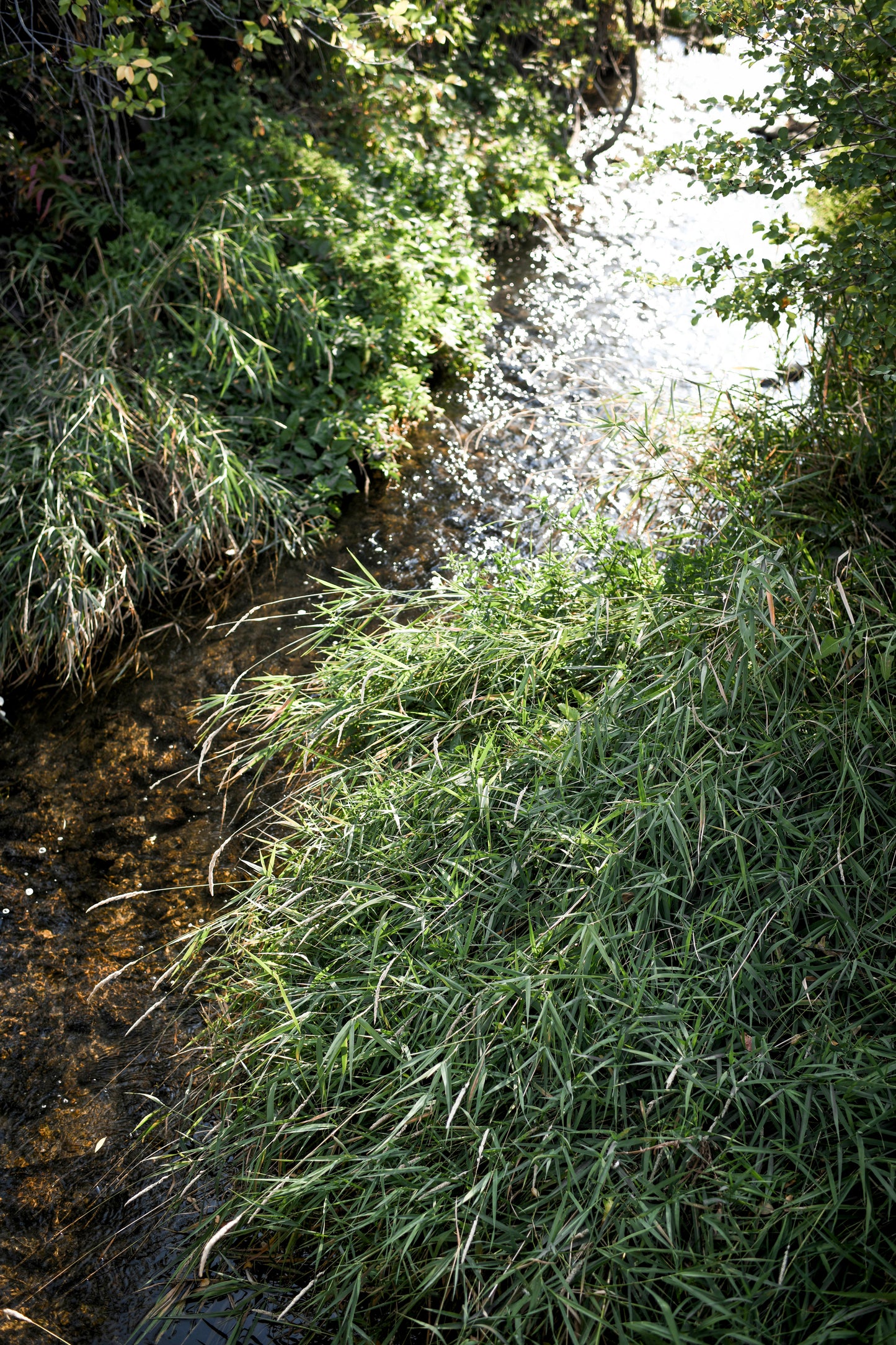 SILVER CREEK