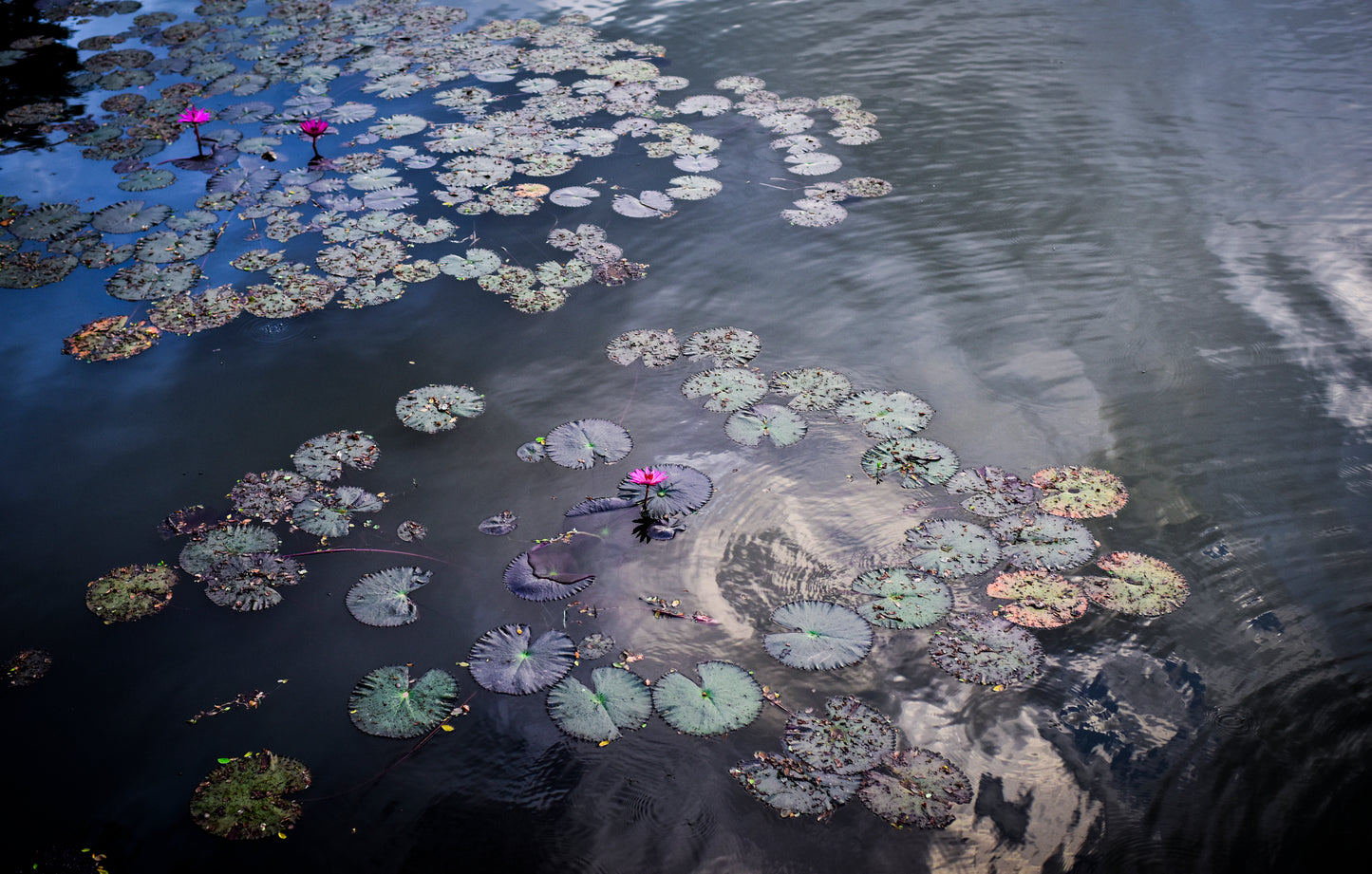 WATER LILIES AT ANGKOR WAT