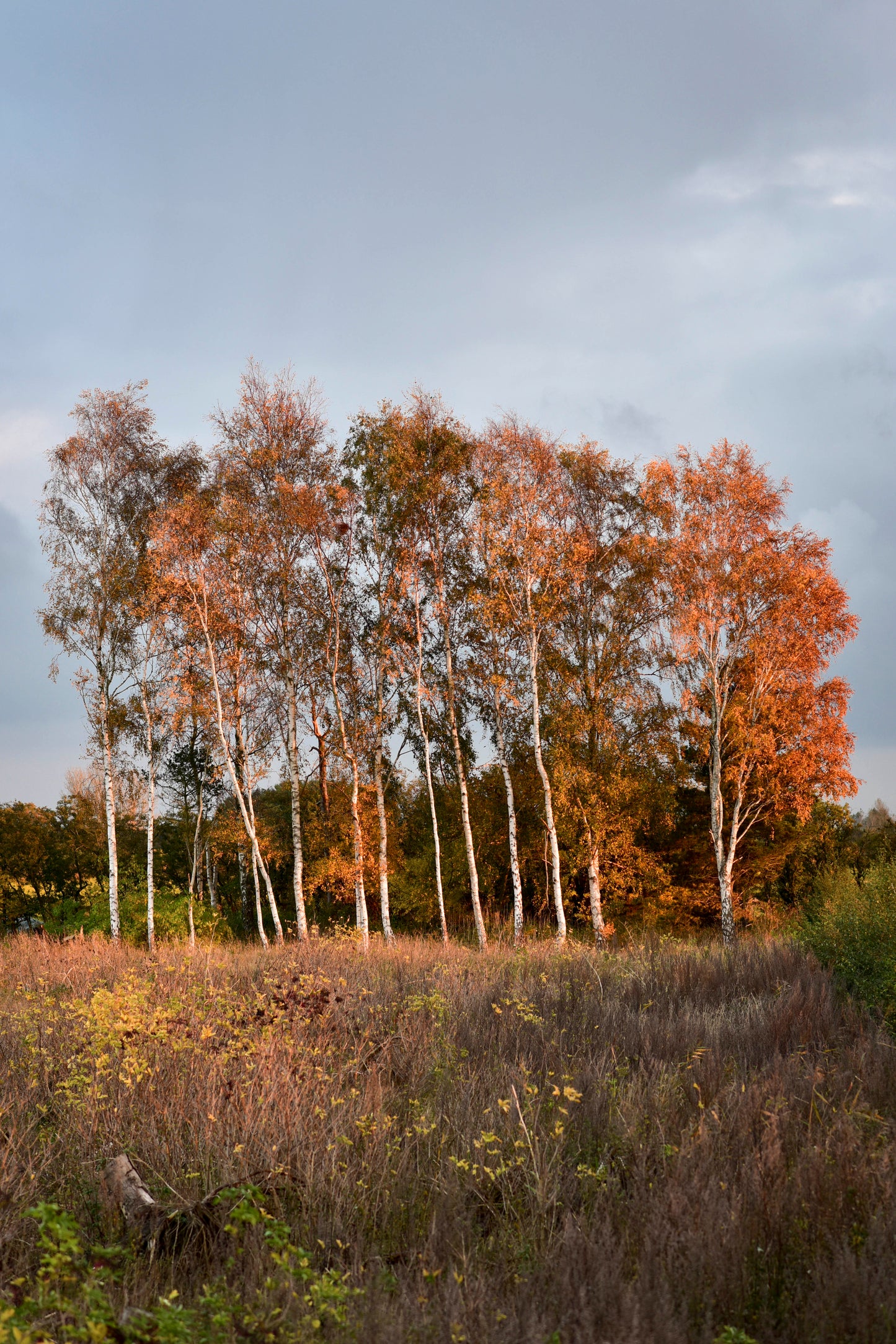 COPSE AT DUSK